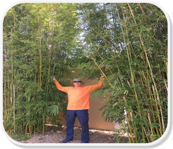 gracilis bamboo