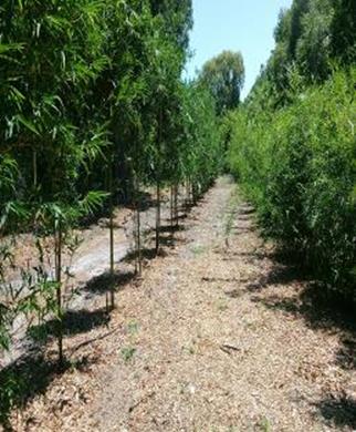 bamboo plants fl