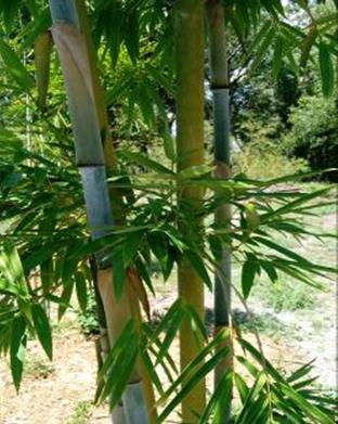 fl bamboo plants