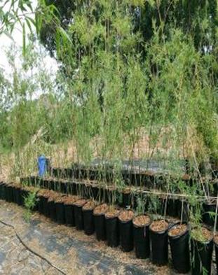 fast growing hedges