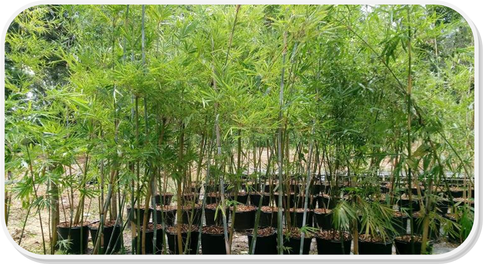 top privacy hedges in fl