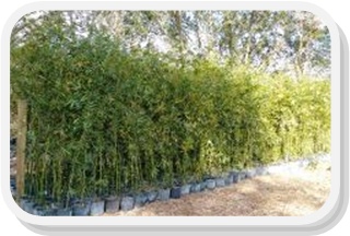 seabreeze bamboo